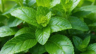 بادرنجبویه عوارض جانبی نکات اصلی و موارد احتیاط