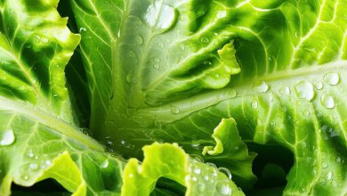 آب کاهو: خواص شگفت انگیز و مضرات احتمالی + نکات اصلی