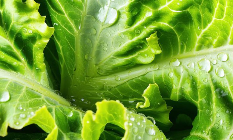 آب کاهو: خواص شگفت انگیز و مضرات احتمالی + نکات اصلی