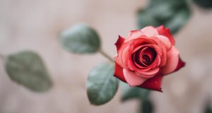 چرا گل رز نماد عشق است؟ تاریخچه و مفهوم رنگ ها