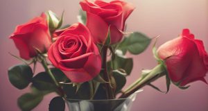راهنمای جامع خرید گل رز مناسب هدیه
