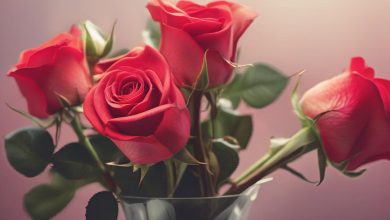 چرا گل رز نماد عشق است؟ تاریخچه و مفهوم رنگها نکات اصلی: * تاریخچه گل رز * مفهوم رنگ گل رز * گل رز نماد عشق * انواع گل رز * گل رز برای ولنتاین