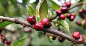 قهوه شیرین طبیعی: آیا واقعا وجود دارد؟ نکات اصلی