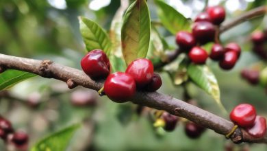 قهوه شیرین طبیعی: آیا واقعا وجود دارد؟ نکات اصلی