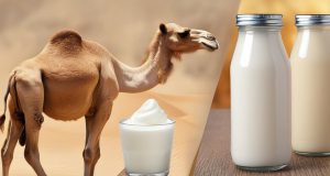 شیر شتر یا دوغ شتر؟ فرق، خواص و نکات اصلی