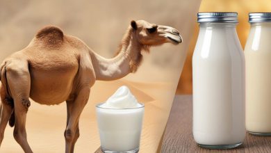 شیر شتر یا دوغ شتر؟ فرق، خواص و نکات اصلی