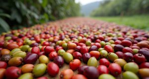 فرآوری عسلی قهوه: هر آنچه باید درباره این روش بدانید