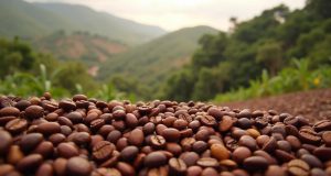 مراحل کاشت قهوه در مزرعه نکات اصلی پرورش قهوه