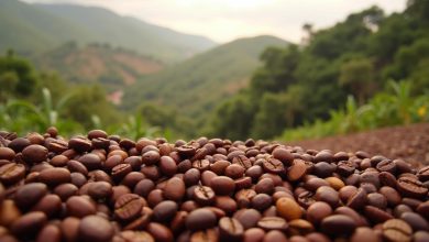 خاستگاه قهوه از اتیوپی تا مزارع جهانی نکات اصلی جستجو