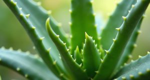 آلوئه ورا: خواص شگفت انگیز (نکات کلیدی) و کاربردها