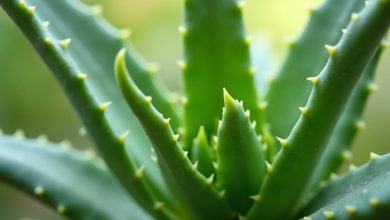 آلوئه ورا: خواص شگفت انگیز (نکات کلیدی) و کاربردها