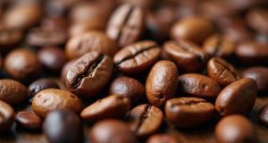 قهوه کنیا طعم بی نظیر با نکات اصلی برای شناخت بهتر