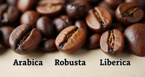 انواع قهوه کشت شده نکات اصلی برای انتخاب بهتر