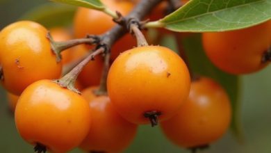 عناب گیاهی ضد افسردگی (نکات کلیدی) برای سلامت روان