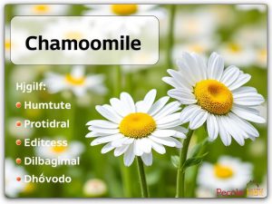 خواص بابونه و کالری آن: فواید، مضرات و ارزش غذایی