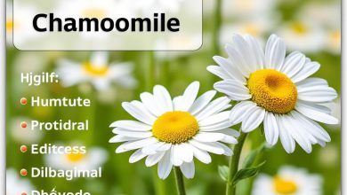 خواص بابونه و کالری آن: فواید، مضرات و ارزش غذایی