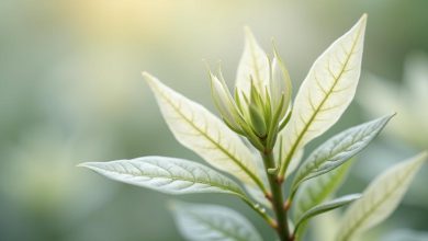 چای سفید: خواص، فواید و هر آنچه باید بدانیم