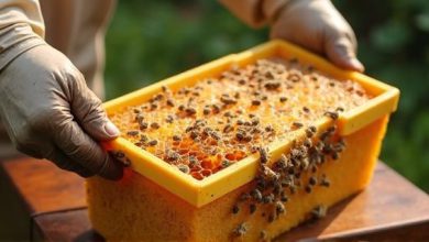 بهترین راه نگهداری عسل روش زنبورعسل ماندگاری بیشتر
