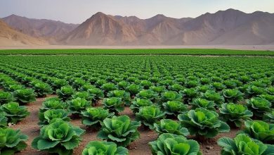 دشت ریواس شهربابک کجاست؟ آدرس و تصاویر دشت ریواس کرمان