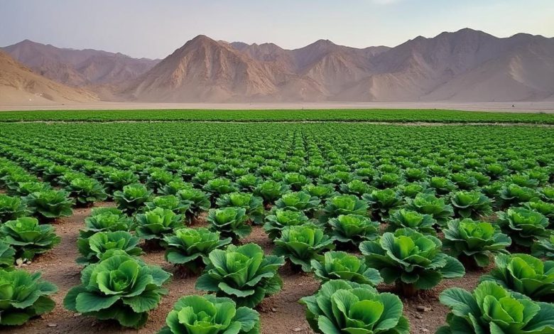 دشت ریواس شهربابک کجاست؟ آدرس و تصاویر دشت ریواس کرمان