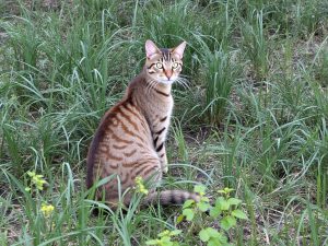 مرداب هسل: آدرس، تصاویر و هر آنچه باید درباره تالاب طلاجو بدانید