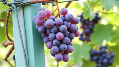 خواص انگور برای کودکان: فواید و ارزش غذایی
