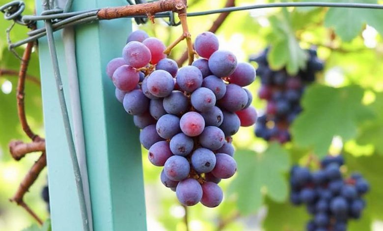 خواص انگور برای کودکان: فواید و ارزش غذایی