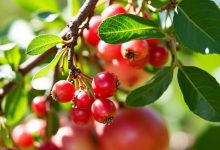 انار برای کودکان: ۶ خاصیت شگفت انگیز و پرطرفدار