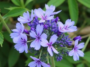 خواص گل گاوزبان: فواید شگفت انگیز و کاربردهای فراوان