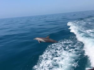 جزیره هنگام: تماشای دلفین ها و طبیعت بکر هرمزگان