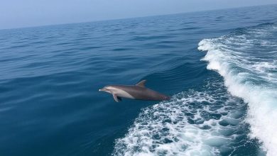جزیره هنگام: تماشای دلفین ها و طبیعت بکر هرمزگان