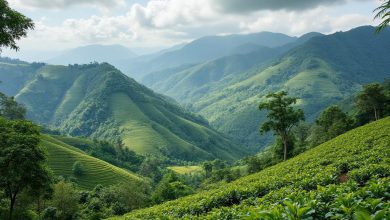 قهوه عربیکا: همه چیز درباره، از کشت تا دم آوری عالی!