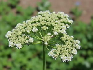 خواص بومادران: فواید باورنکردنی، طریقه مصرف و عوارض؟