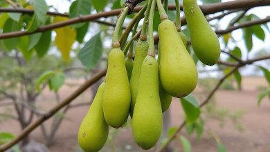 خواص فلوس: فواید بی نظیر و طریقه مصرف آن چیست؟