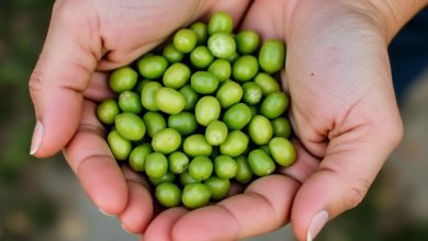 طبع باقلا تازه: خواص و مصلحات آن در طب سنتی؟