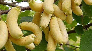 بادام هندی برای کودکان: فواید، مضرات و طرز تهیه