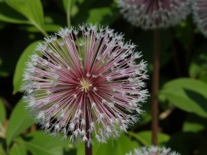 گیاه خلال دندان: خواص، مضرات و کاربردها چیست؟