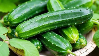 مزاج خیار چنبر: طبع، خواص و فواید در طب سنتی چیست؟
