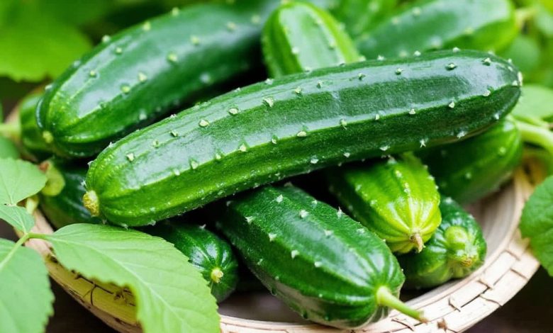 مزاج خیار چنبر: طبع، خواص و فواید در طب سنتی چیست؟