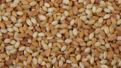 طبع کنجد: خواص، فواید و مضرات آن چیست؟