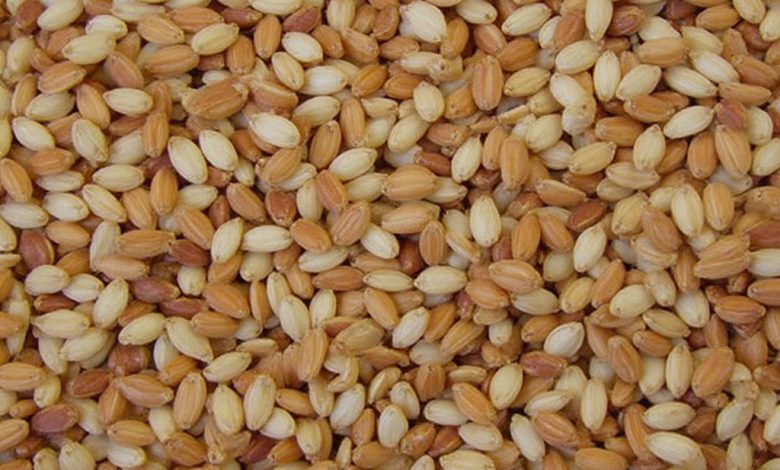 طبع کنجد: خواص، فواید و مضرات آن چیست؟