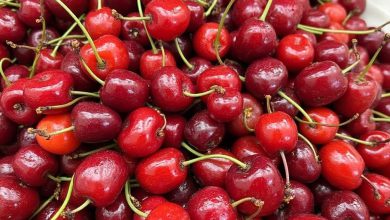 مزاج زغال اخته: فواید و مضرات آن چیست؟