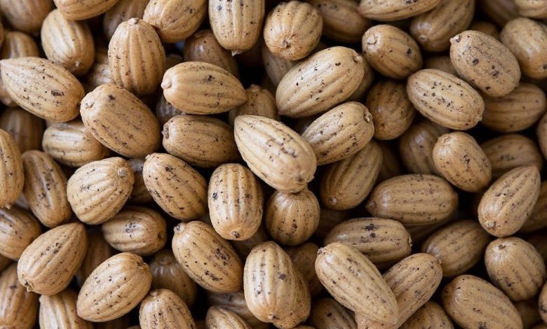 مزاج تخم هندوانه: خواص و فواید در طب سنتی چیست؟