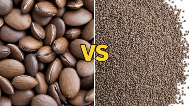 تخم شربتی یا تخم ریحان: تفاوت چیست و کدام بهتر است؟