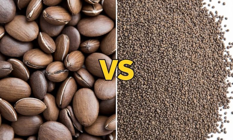 تخم شربتی یا تخم ریحان: تفاوت چیست و کدام بهتر است؟