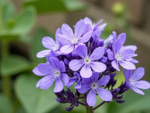 گل گاوزبان: خواص شگفت انگیز و فواید بی نظیر برای سلامتی