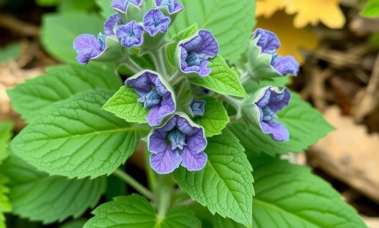 طبع گل گاوزبان: خواص، مضرات، بایدها و نبایدها