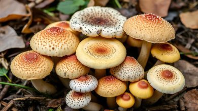 خواص قارچ وحشی و پرورشی: فواید باورنکردنی و محبوب!