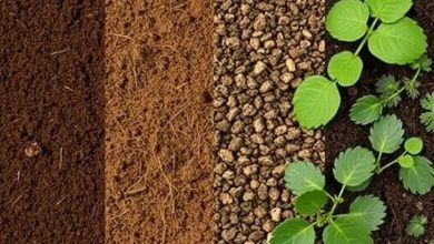 طبع انواع خاک: راهنمای جامع و پرطرفدار