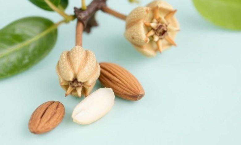 طبع بادام تلخ: خواص، مضرات، بایدها و نبایدها چیست؟